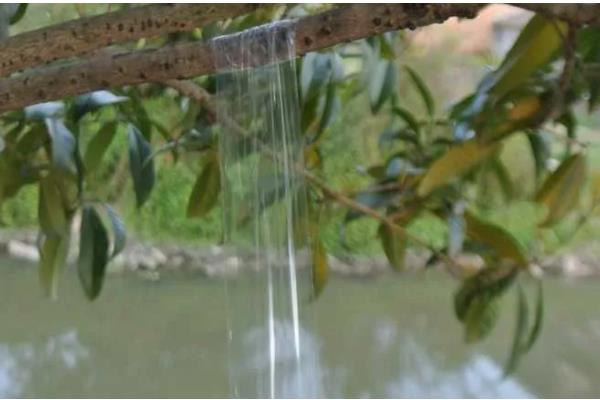 桃红颈天牛简介，主要分布于江苏、浙江等地