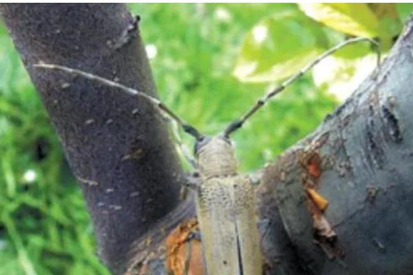 桃红颈天牛简介，主要分布于江苏、浙江等地