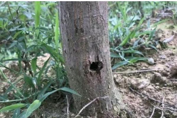 桃红颈天牛简介，主要分布于江苏、浙江等地