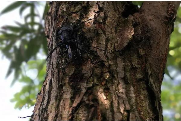 桃红颈天牛简介，主要分布于江苏、浙江等地