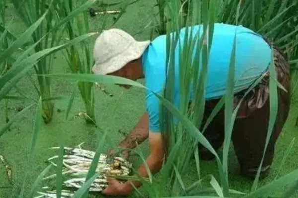 宽叶香蒲是不是象牙菜，两者是同一种植物