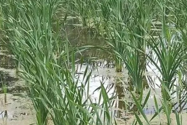 宽叶香蒲是不是象牙菜，两者是同一种植物