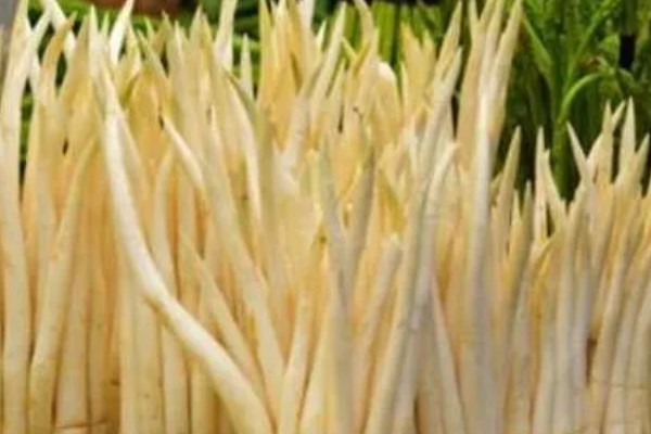 宽叶香蒲是不是象牙菜，两者是同一种植物