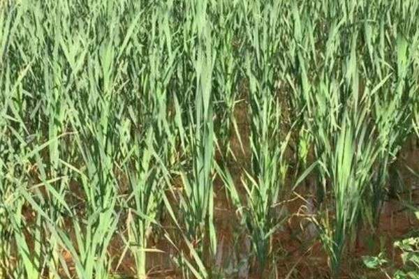 宽叶香蒲是不是象牙菜，两者是同一种植物