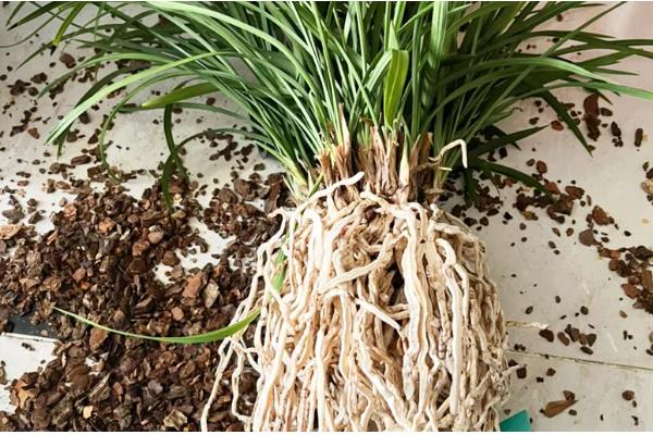 兰花怎样换盆换土，换盆的前一周需要停止浇水