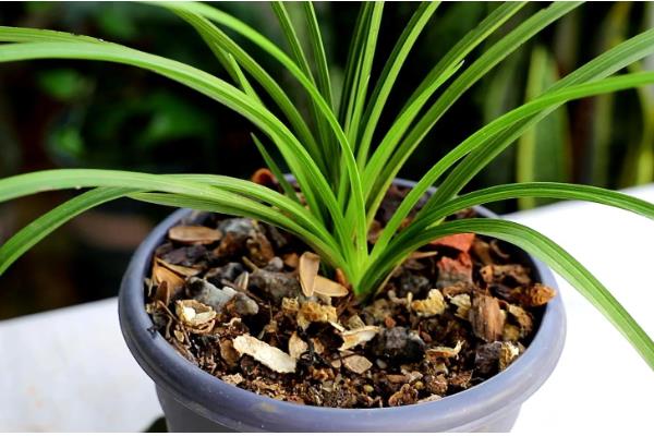 兰花怎样换盆换土，换盆的前一周需要停止浇水