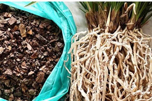 兰花怎样换盆换土，换盆的前一周需要停止浇水