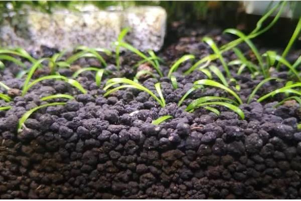 兰花怎样换盆换土，换盆的前一周需要停止浇水