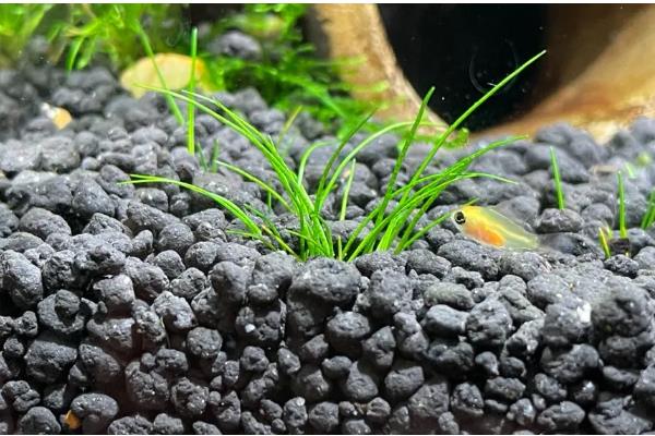 兰花怎样换盆换土，换盆的前一周需要停止浇水