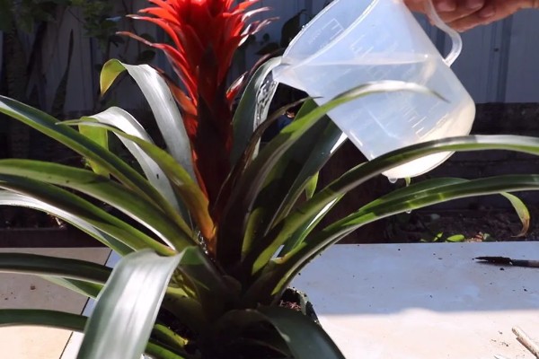 鸿运当头花枯萎了要不要剪掉，是需要修剪的