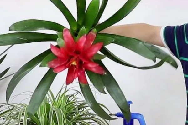 鸿运当头花枯萎了要不要剪掉，是需要修剪的