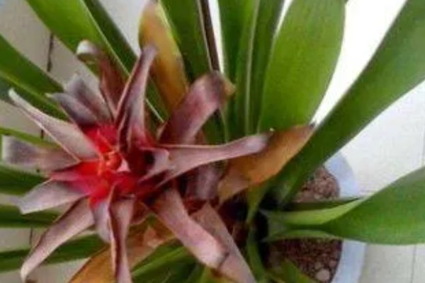 鸿运当头花枯萎了要不要剪掉，是需要修剪的