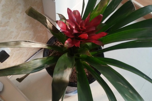 鸿运当头花枯萎了要不要剪掉，是需要修剪的