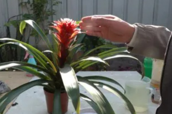 鸿运当头花枯萎了要不要剪掉，是需要修剪的