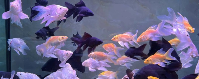 大鱼会不会吃小鱼，肉食性与杂食性大鱼具有吃小鱼的习惯