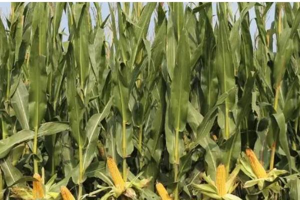 西抗18玉米品种简介，全生育期是156天