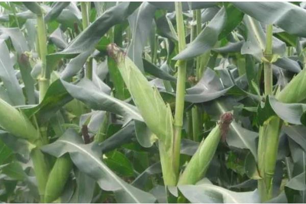 西抗18玉米品种简介，全生育期是156天