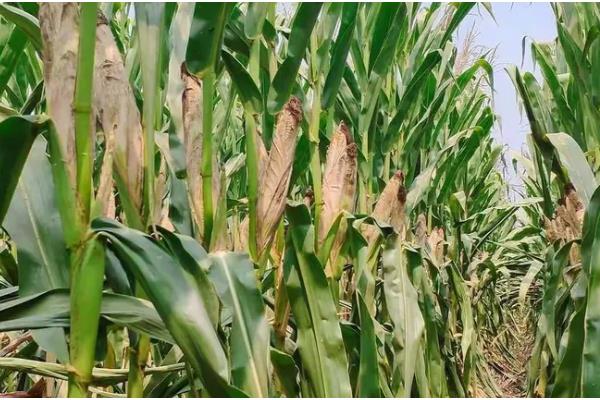 西抗18玉米品种简介，全生育期是156天