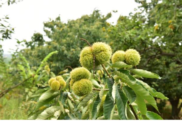 属兔养哪些植物可以旺财,富贵竹是适宜的选择