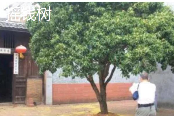 属兔养哪些植物可以旺财,富贵竹是适宜的选择