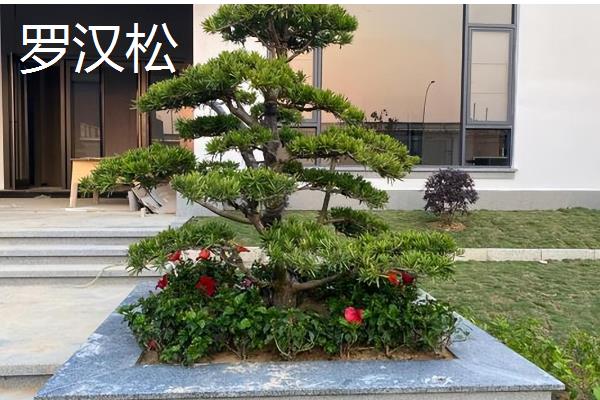 属兔养哪些植物可以旺财,富贵竹是适宜的选择