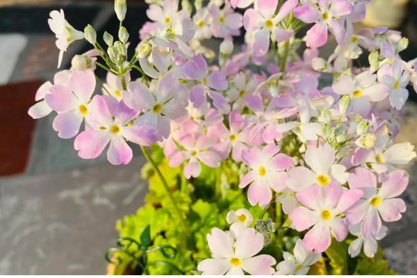 樱草有什么花语,代表纯洁初恋、不悔无悔等含义