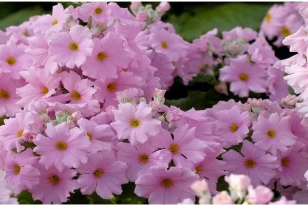 樱草有什么花语,代表纯洁初恋、不悔无悔等含义