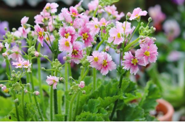 樱草有什么花语,代表纯洁初恋、不悔无悔等含义