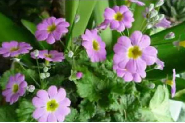 樱草有什么花语,代表纯洁初恋、不悔无悔等含义