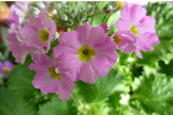 樱草有什么花语,代表纯洁初恋、不悔无悔等含义