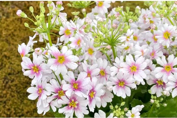 樱草有什么花语,代表纯洁初恋、不悔无悔等含义