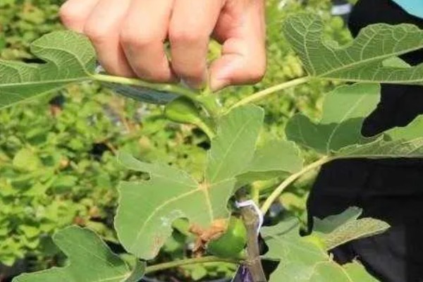 冬季怎么修剪无花果,把病虫枝、枯枝黄叶剪除