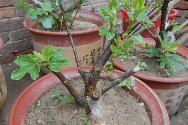 冬季怎么修剪无花果,把病虫枝、枯枝黄叶剪除