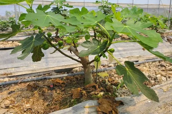 冬季怎么修剪无花果,把病虫枝、枯枝黄叶剪除