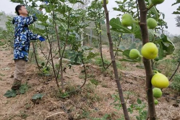 冬季怎么修剪无花果,把病虫枝、枯枝黄叶剪除