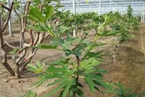 冬季怎么修剪无花果,把病虫枝、枯枝黄叶剪除