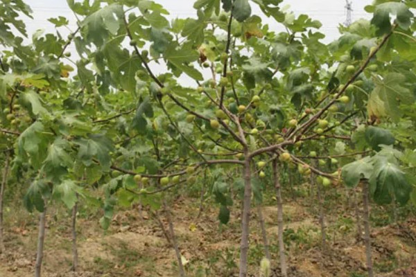 冬季怎么修剪无花果,把病虫枝、枯枝黄叶剪除