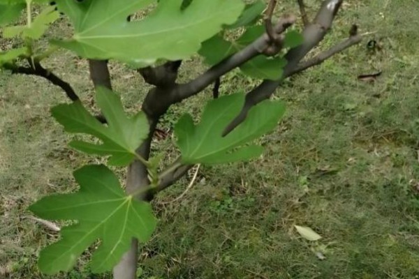 冬季怎么修剪无花果,把病虫枝、枯枝黄叶剪除