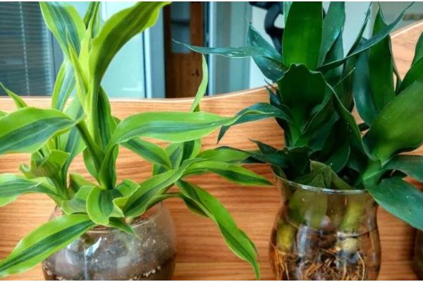 属兔养哪些植物可以旺财,富贵竹是适宜的选择