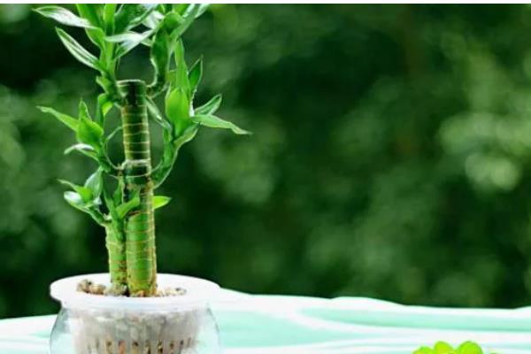 属兔养哪些植物可以旺财,富贵竹是适宜的选择