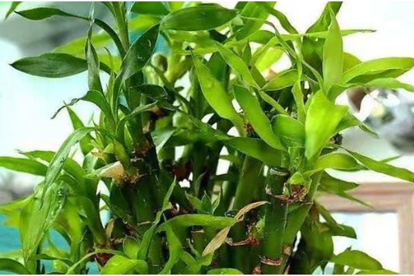 属兔养哪些植物可以旺财,富贵竹是适宜的选择