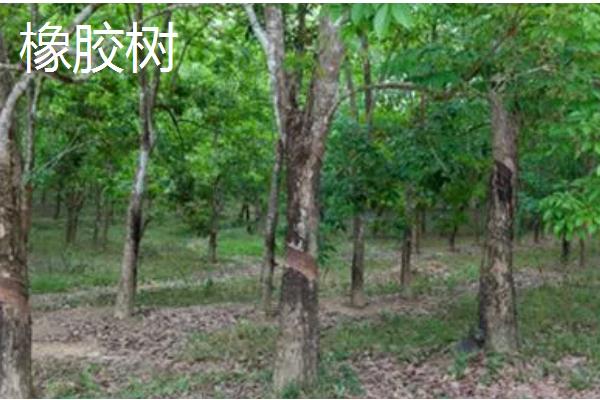 属兔养哪些植物可以旺财,富贵竹是适宜的选择