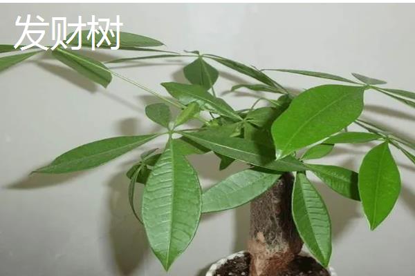属兔养哪些植物可以旺财,富贵竹是适宜的选择