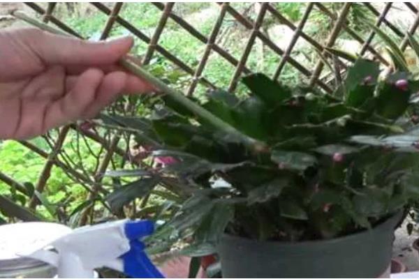 蟹爪兰打骨朵时可以施肥吗，打骨朵时能施肥