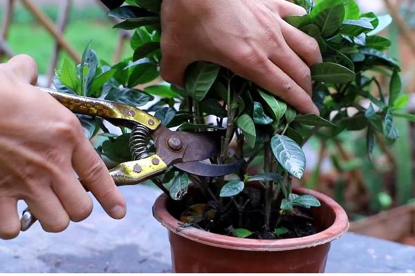 春季如何修剪栀子花，主要是将顶梢的2-3对叶片剪除