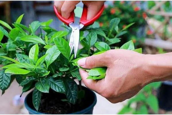 春季如何修剪栀子花，主要是将顶梢的2-3对叶片剪除