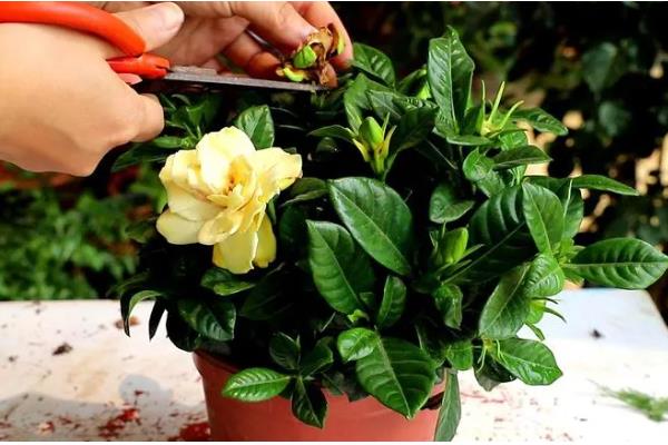 春季如何修剪栀子花，主要是将顶梢的2-3对叶片剪除