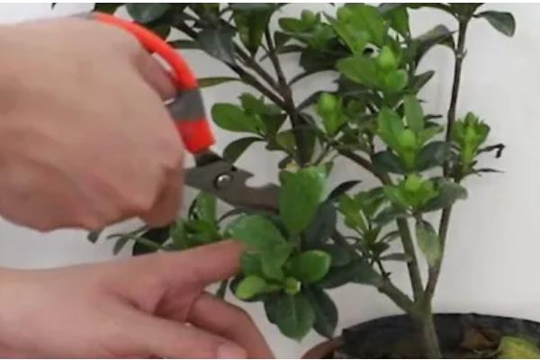 春季如何修剪栀子花，主要是将顶梢的2-3对叶片剪除