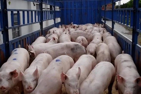 猪的出栏周期,要看猪的养殖模式、品种、市场行情