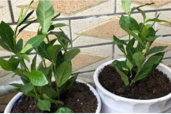 春季如何修剪栀子花，主要是将顶梢的2-3对叶片剪除